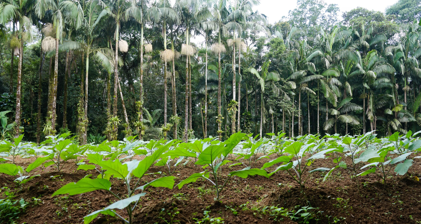 Investimento Verde